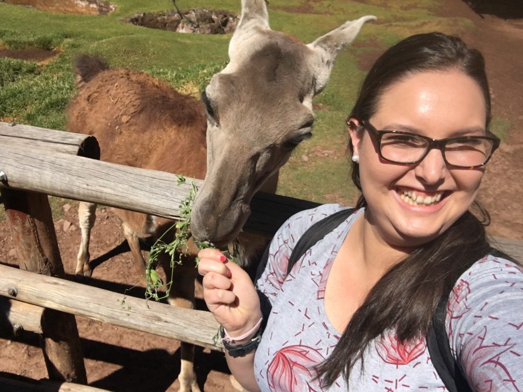 Feeding Alpacca at the  Farm in Peru with Adventures by Disne