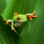 Frog in the Amazon